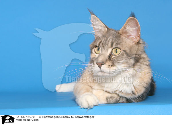 lying Maine Coon / SS-41970