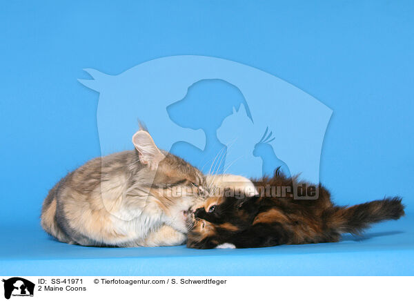 2 Maine Coons / SS-41971