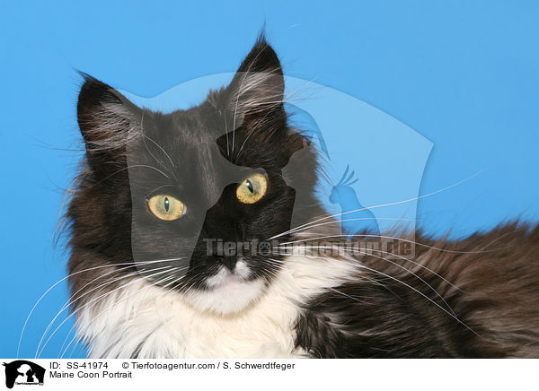 Maine Coon Portrait / SS-41974