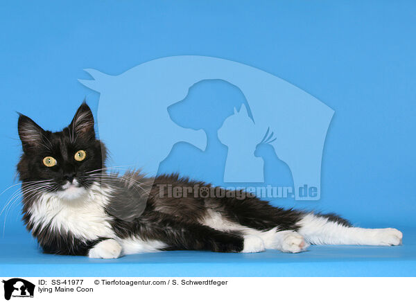lying Maine Coon / SS-41977