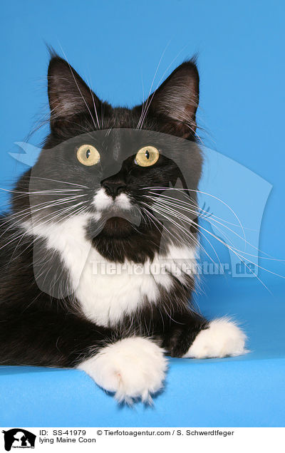 lying Maine Coon / SS-41979