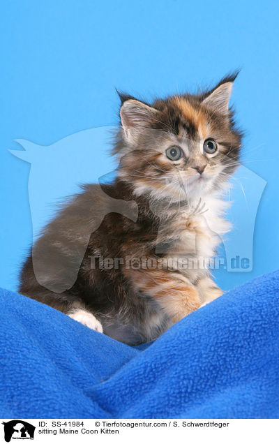 sitting Maine Coon Kitten / SS-41984