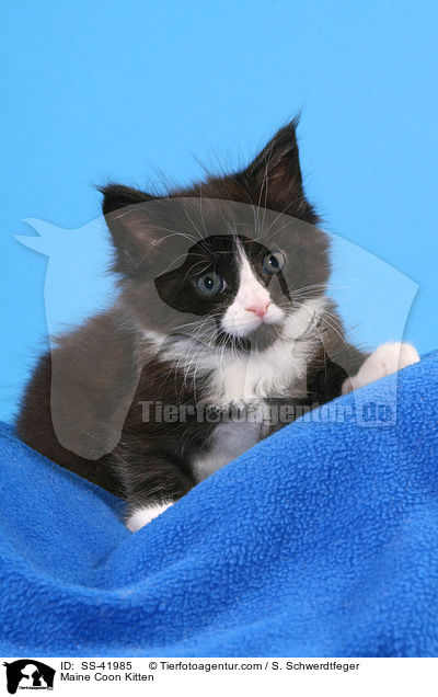 Maine Coon Kitten / SS-41985