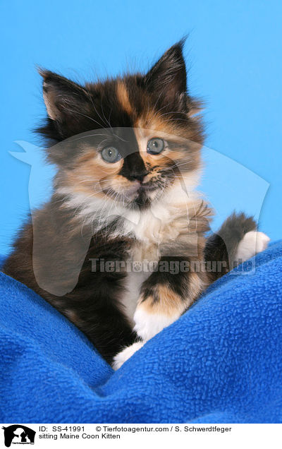 sitting Maine Coon Kitten / SS-41991