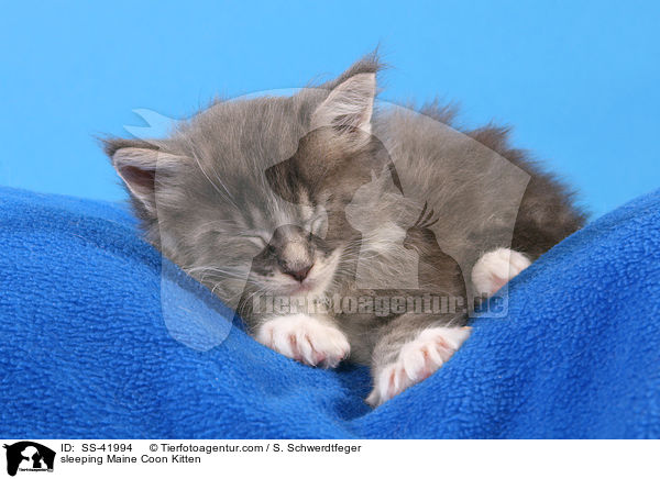 sleeping Maine Coon Kitten / SS-41994
