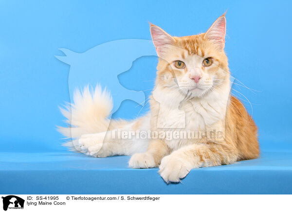 lying Maine Coon / SS-41995
