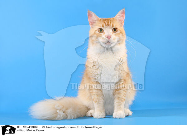 sitting Maine Coon / SS-41999