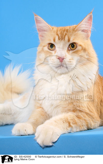 lying Maine Coon / SS-42000