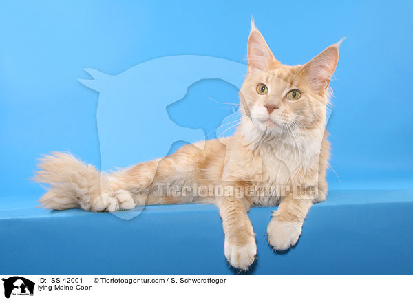 lying Maine Coon / SS-42001