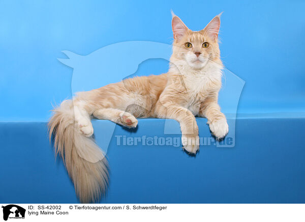 lying Maine Coon / SS-42002