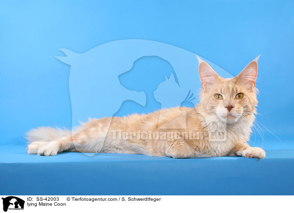 liegende Maine Coon / lying Maine Coon / SS-42003