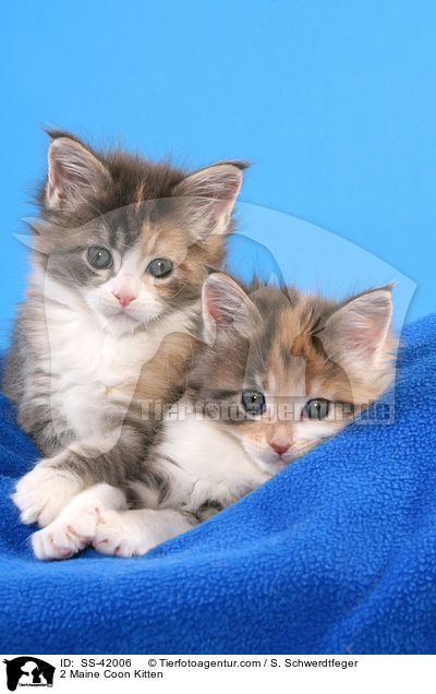 2 Maine Coon Kitten / SS-42006