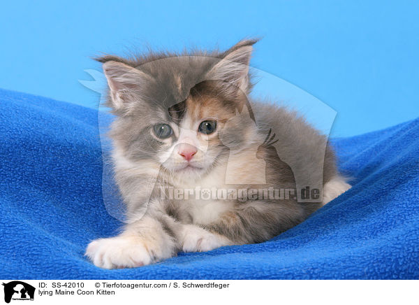 lying Maine Coon Kitten / SS-42010