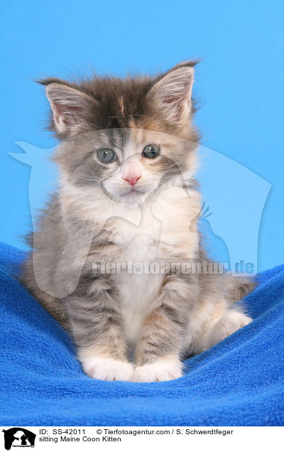 sitting Maine Coon Kitten / SS-42011