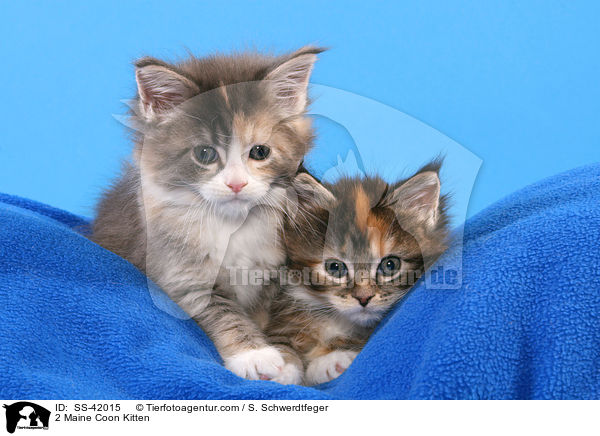 2 Maine Coon Kitten / SS-42015