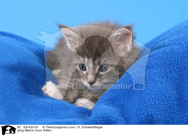 lying Maine Coon Kitten / SS-42016