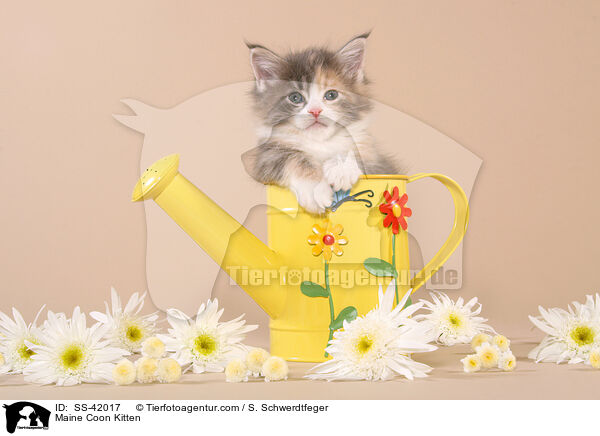 Maine Coon Kitten / SS-42017