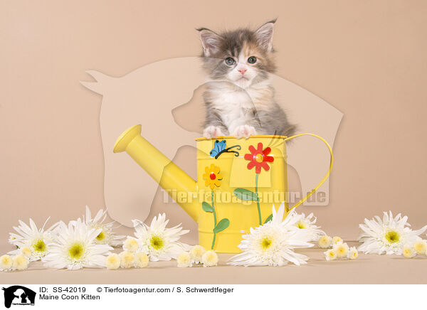 Maine Coon Kitten / SS-42019