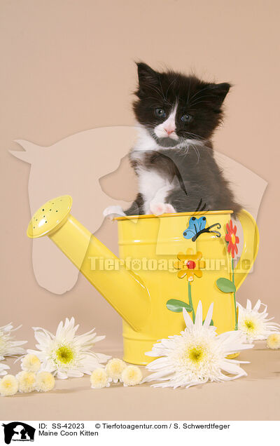 Maine Coon Kitten / SS-42023
