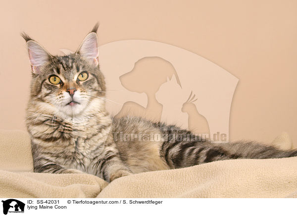 lying Maine Coon / SS-42031