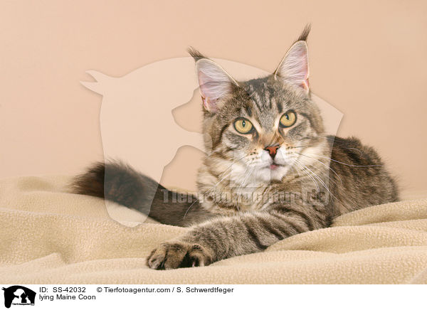 lying Maine Coon / SS-42032