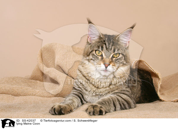 lying Maine Coon / SS-42037