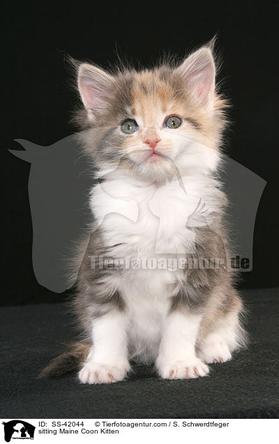 sitting Maine Coon Kitten / SS-42044