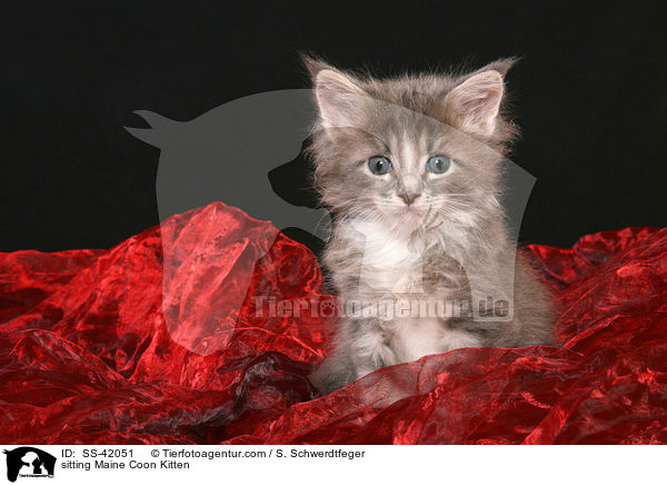 sitting Maine Coon Kitten / SS-42051
