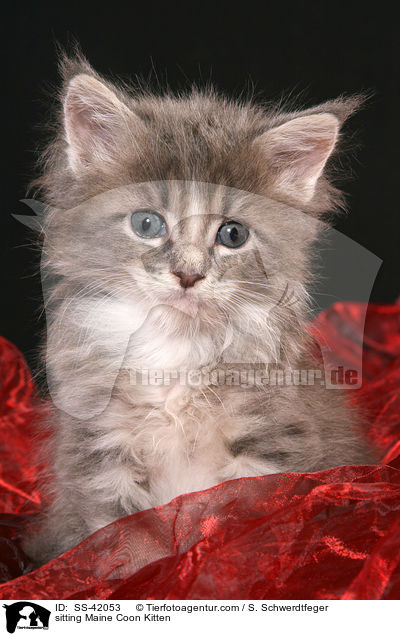 sitting Maine Coon Kitten / SS-42053