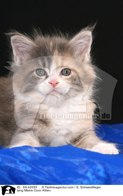 lying Maine Coon Kitten / SS-42055