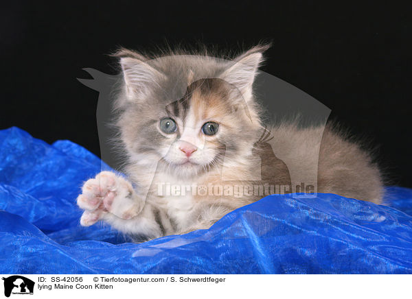 lying Maine Coon Kitten / SS-42056