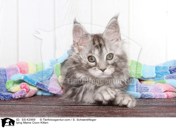 lying Maine Coon Kitten / SS-42969