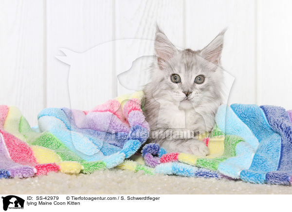 lying Maine Coon Kitten / SS-42979