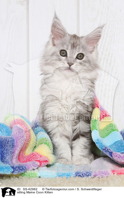 sitting Maine Coon Kitten / SS-42982