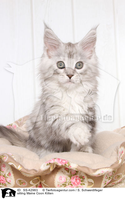 sitting Maine Coon Kitten / SS-42983