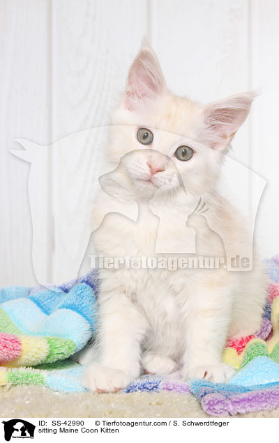 sitting Maine Coon Kitten / SS-42990