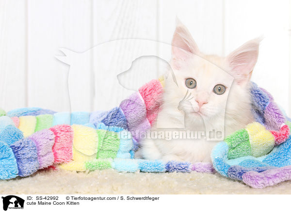 cute Maine Coon Kitten / SS-42992