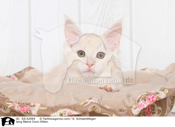 lying Maine Coon Kitten / SS-42994