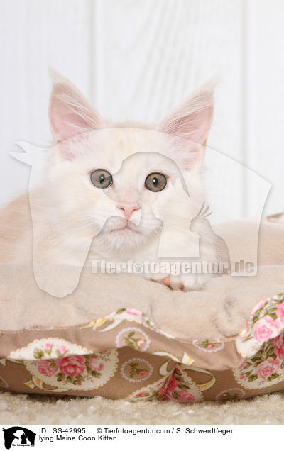 lying Maine Coon Kitten / SS-42995