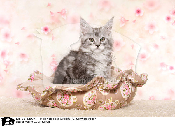sitting Maine Coon Kitten / SS-42997