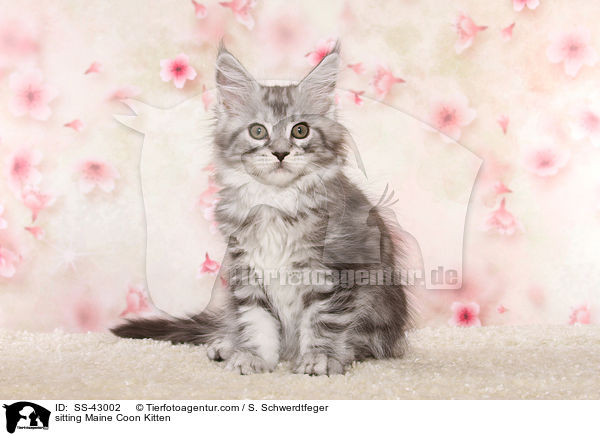 sitting Maine Coon Kitten / SS-43002