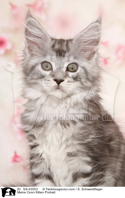 Maine Coon Kitten Portrait / SS-43003