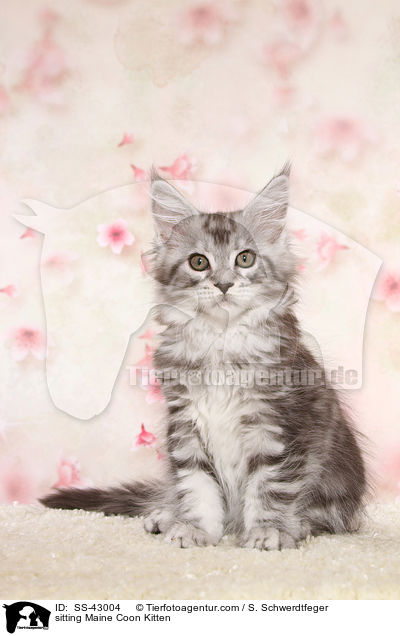 sitting Maine Coon Kitten / SS-43004