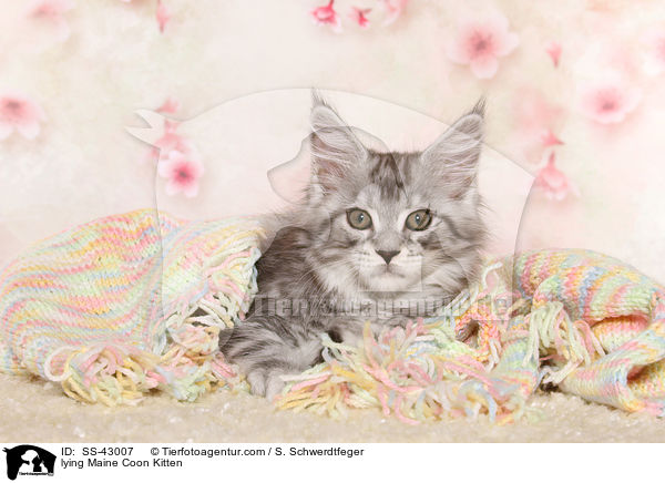 lying Maine Coon Kitten / SS-43007