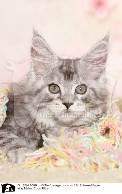 liegendes Maine Coon Ktzchen / lying Maine Coon Kitten / SS-43009