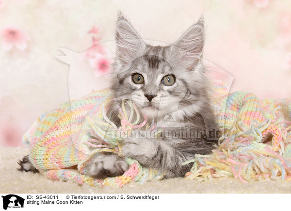 sitzendes Maine Coon Ktzchen / sitting Maine Coon Kitten / SS-43011