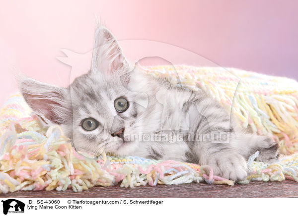 lying Maine Coon Kitten / SS-43060