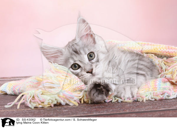 liegendes Maine Coon Ktzchen / lying Maine Coon Kitten / SS-43062