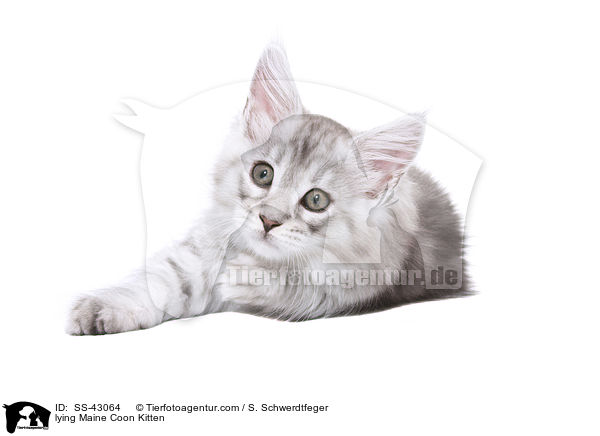 lying Maine Coon Kitten / SS-43064