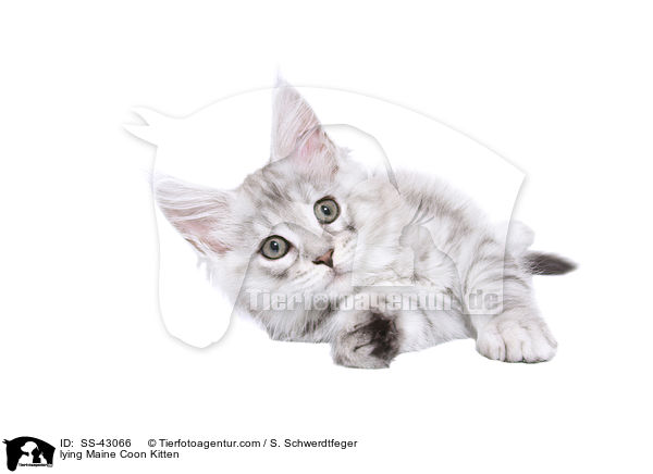 liegendes Maine Coon Ktzchen / lying Maine Coon Kitten / SS-43066